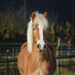 Albon hoofd_cirkel_small