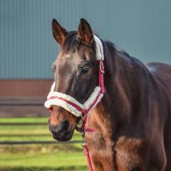 Damour hoofd_cirkel_small